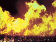 A canefire