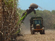 Modern cane harvesting